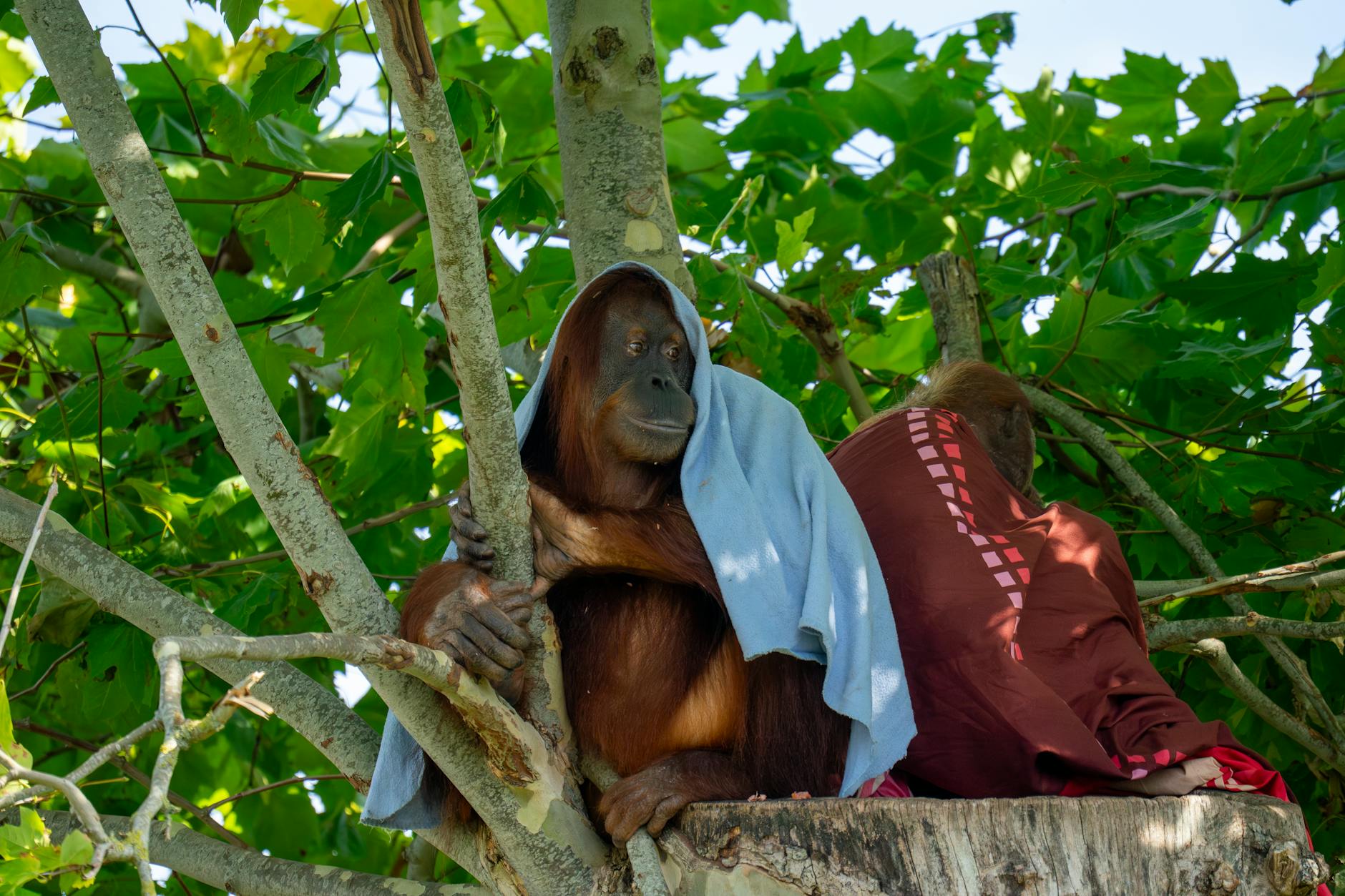 Dwa orangutany odpoczywają na gałęziach w zielonej dżungli Borneo