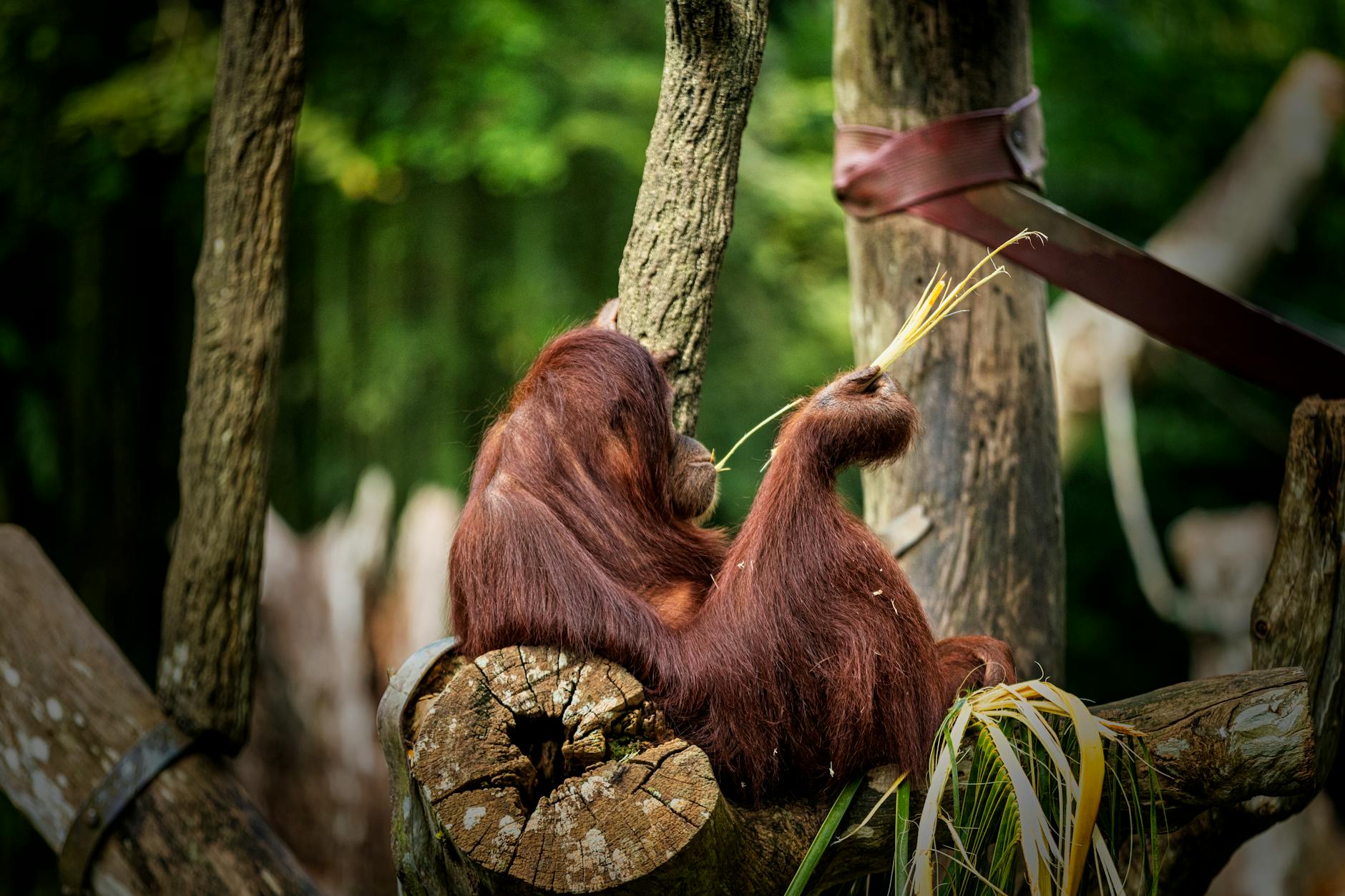 Orangutan odpoczywający na pniu drzewa w dżungli na Borneo