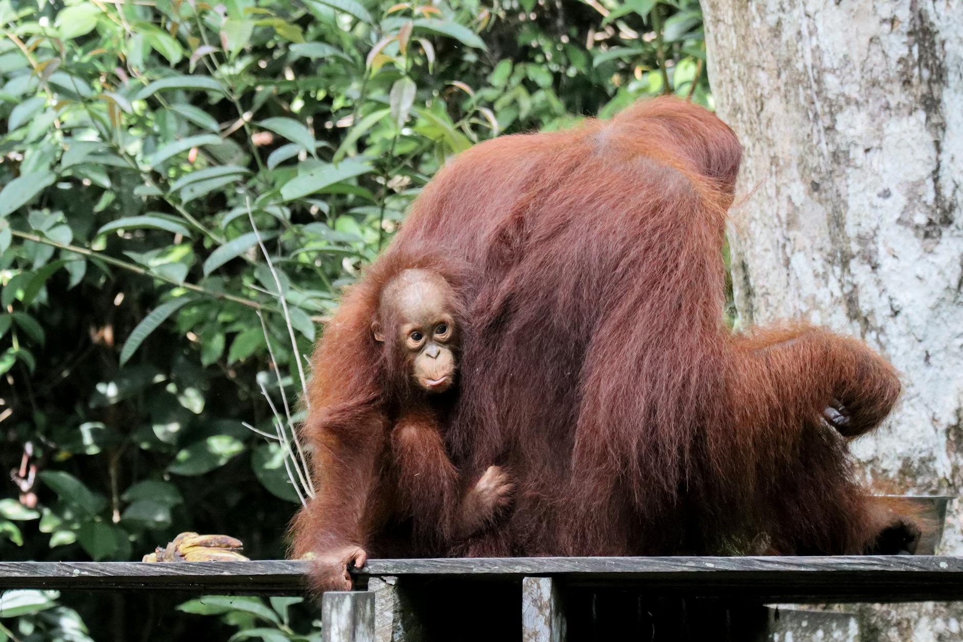 Samica orangutana z młodym w zielonej dżungli Borneo