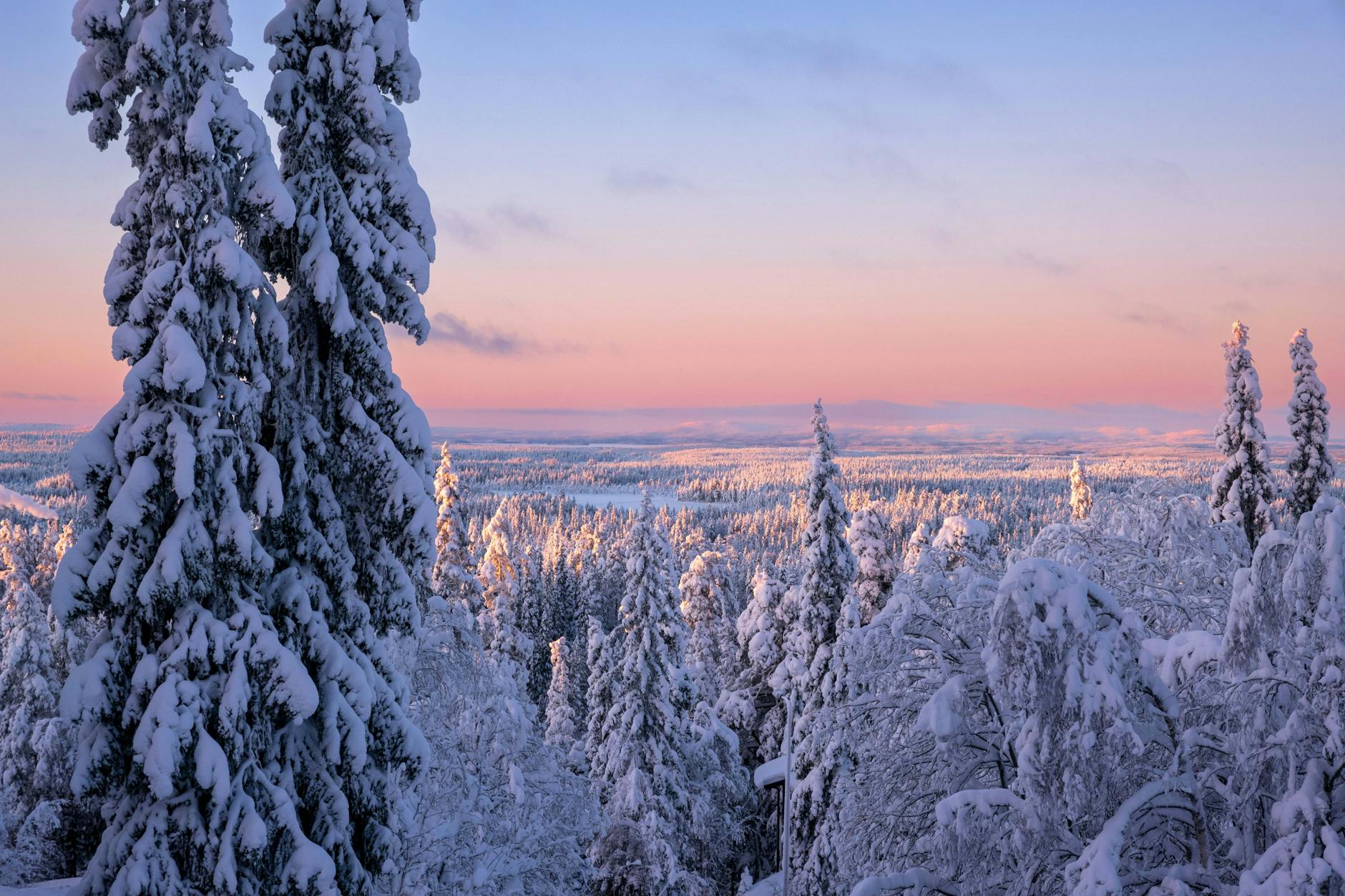 Ośnieżony las o zachodzie słońca w Ruka na północy Finlandii