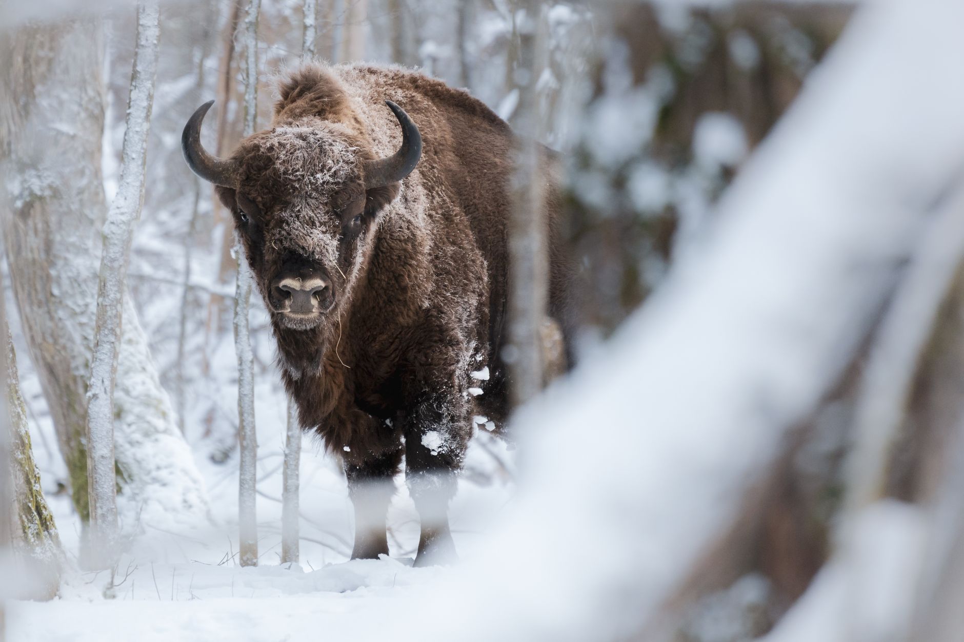 Żubr w ośnieżonym lesie Białowieży zimą